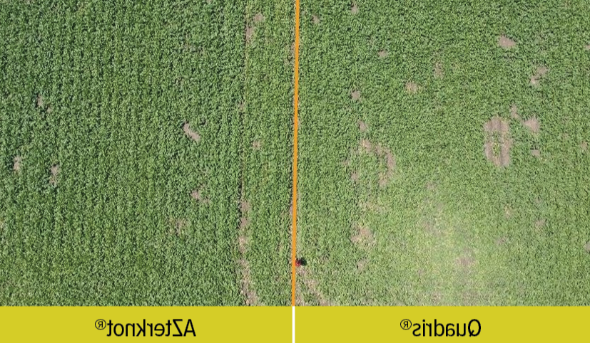 AZterknot vs Quadris ariel sugarbeets-1